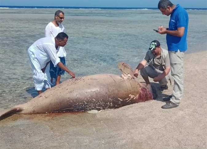 فيديو بعد العثور عليه بمرسى علم معلومات لا تعرفها عن حيوان عروس البحر مصر العربية